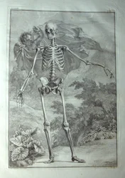 Albinus I, Pl. I: Skelet, illustration fra 